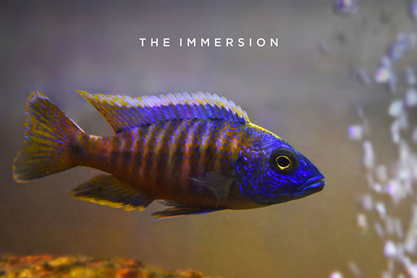 Hardscape by Derrick, The Immersion: 'Shangri-la'