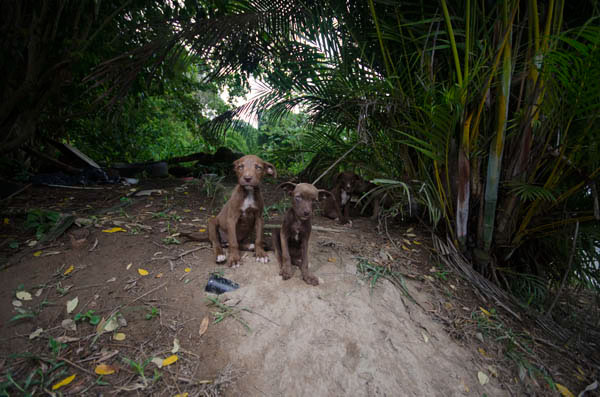Sato  dog  Dogs  rescue "the sato project" dead dog beach Sophie Gamand  satos  puerto rico  stray dog