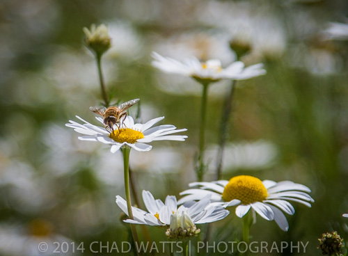 snowmass landscapes Insects Flowers