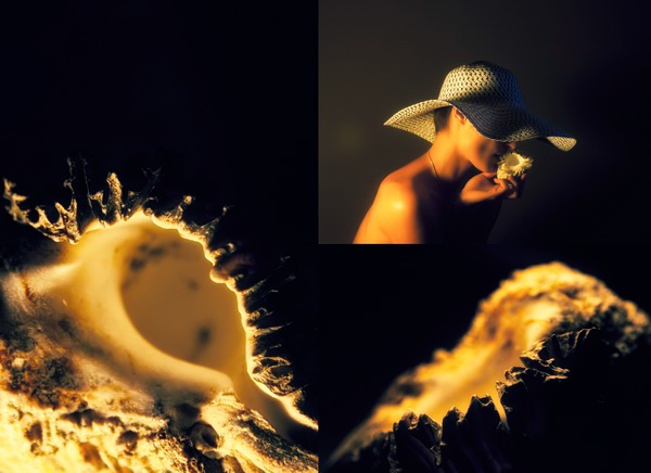sea  shell nautilus