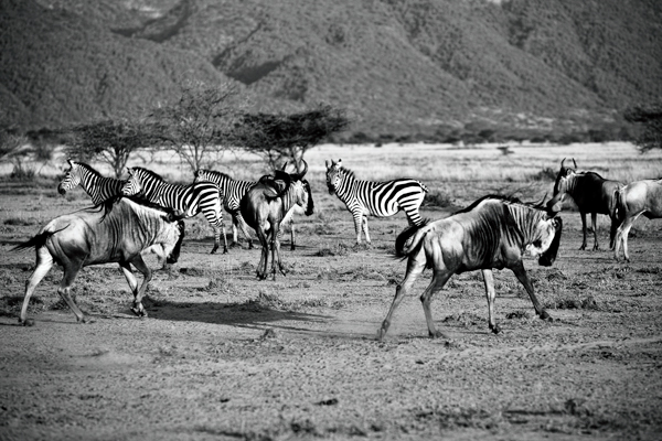 africa kenya Travel animals Landscape rainer hosch