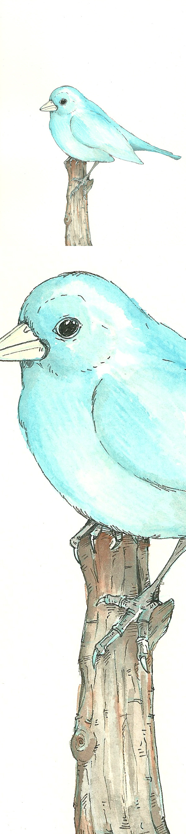 birds hugo oliveira Ilustração