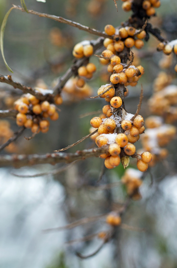 Sea buckthorn and the first snow.
