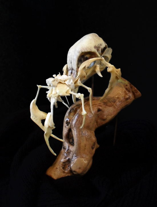 bones spider taxidermy osteology odd odditorium skull weird horror dark macabre Scary