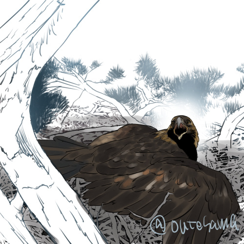 bird eagles ILLUSTRATION  artwork Drawing  digital illustration sketch nesting bird of prey goldeneagle