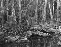florida Everglades glades b&w landscapes