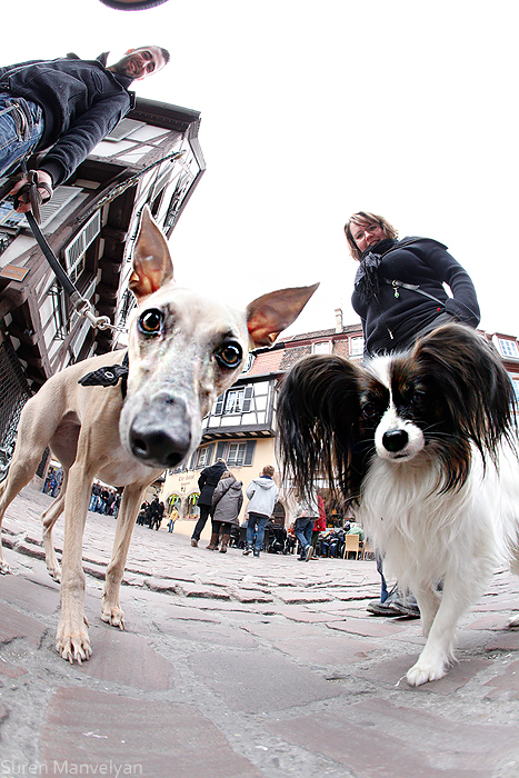 dog dogs Pet city colmar france Street
