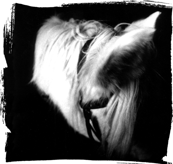 horses Photography  Black&white
