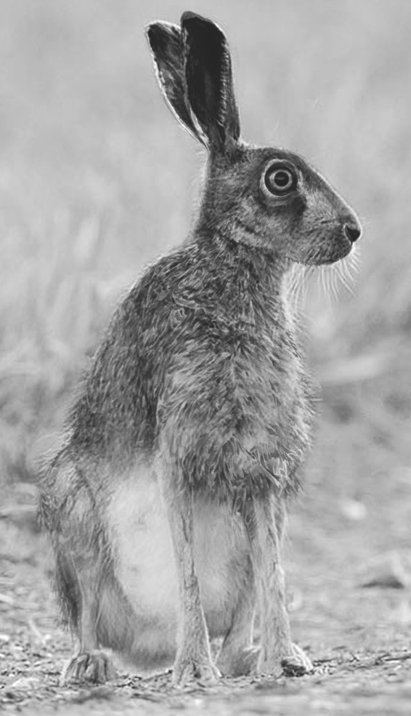 Penci hare Illustraion black and white british sketch