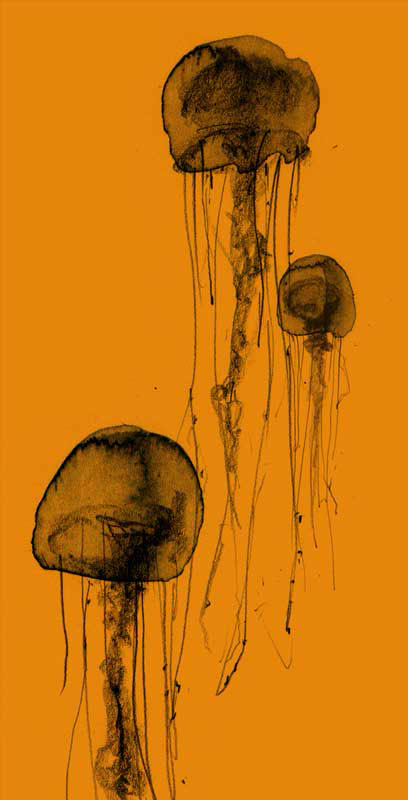 jellyfish sea life ink pencil modern Ocean deep sea box jellyfish