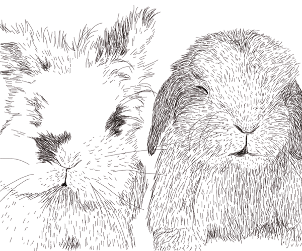 conejo bunny conejos ilustracion lineas pelos ternura