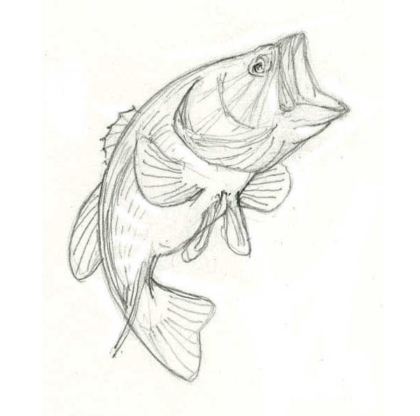 Largemouth Bass Underwater Drawings