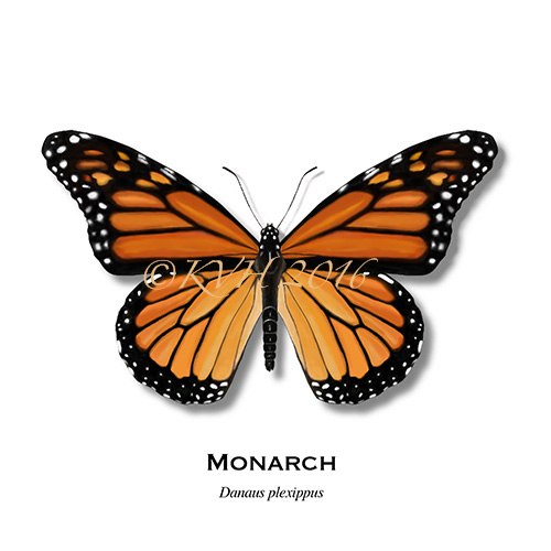 ILLUSTRATION  monarch insect illustrations honey bee firefly luna moth Scarab