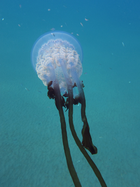 underwaterphotography jellyfish sea blue joseruizmateo Almeria