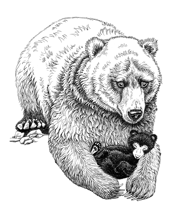 book animals children's grizzly bear Character children's book ILLUSTRATION  иллюстрация