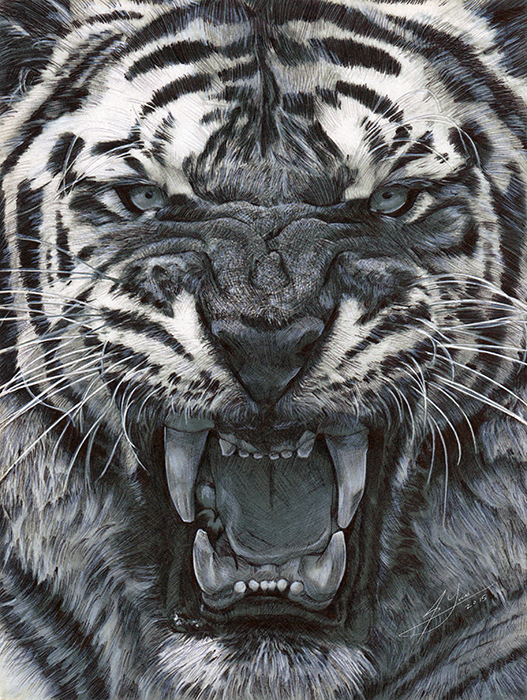 Pencil & Pen Tiger Study - by Julio Lucas