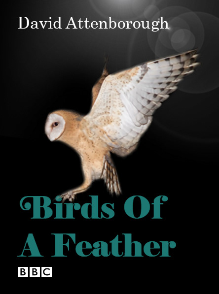 book cover design idea bird paperback dustjacket series vector box