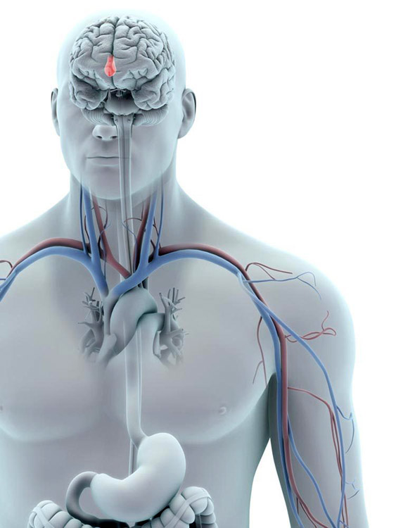 medical  medical illustration  anatomy  anatomical  skeleton  body