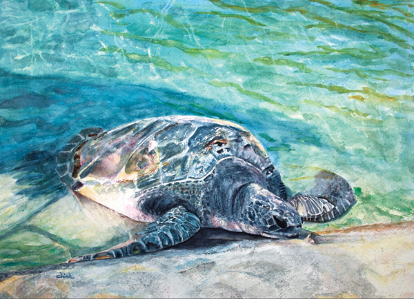 longevity sea turtle Turtle köy fish water watercolor watercolour
