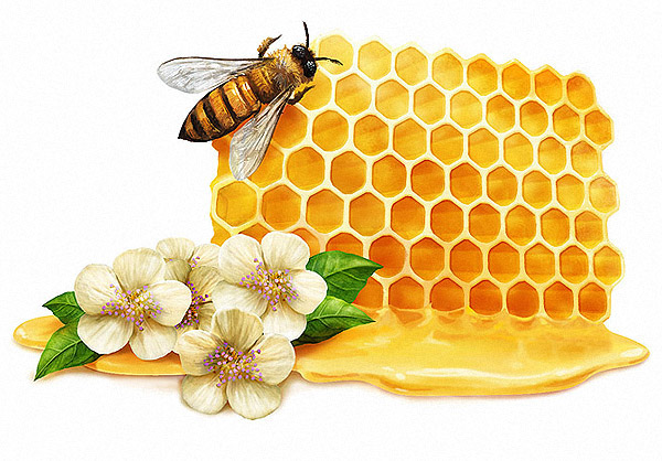 honey bee honeycomb Sense flower fragance scent sweet yellow sugar Food  food illustration animal insect bug