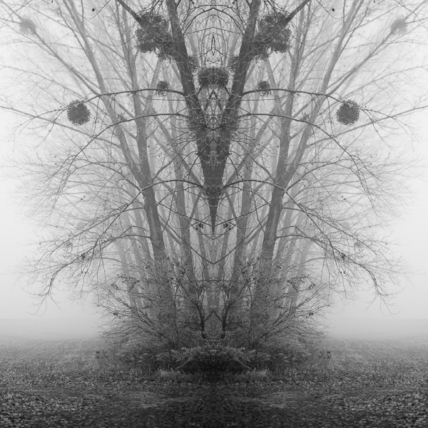 trees photograph fine art minimal fog zoltan bekefy