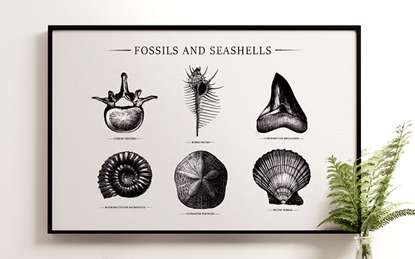 Fossils and Seashells