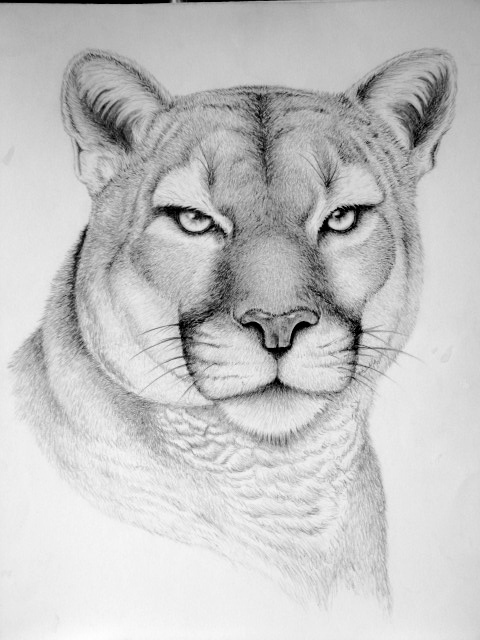 Wild Animal Drawings on Behance Wild Animal Drawings on Behance