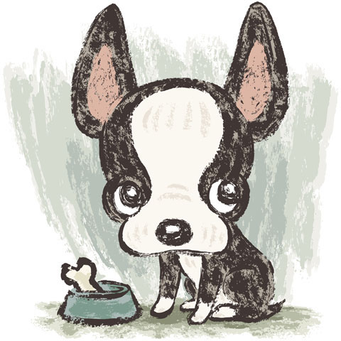 boston terrier dog animal puppy Pet vector canine