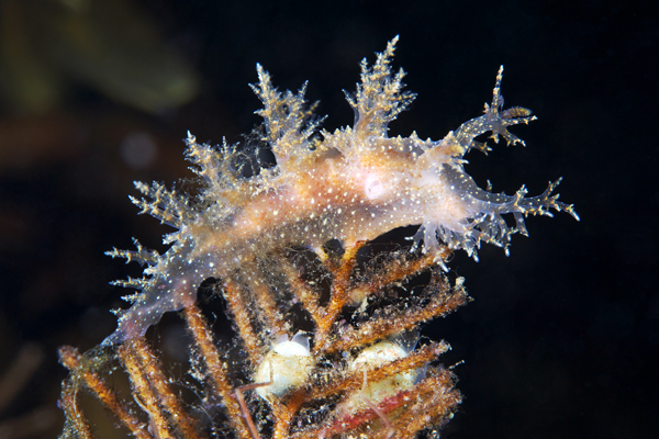underwater monsters creatures science Nature