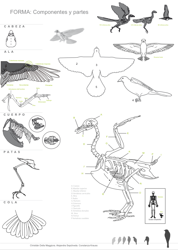 bird art leg laser acrilico experiment study estudio experimento grafico envolvente pajaro