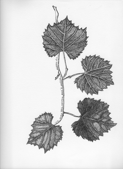 oak  ginkgo   acer  maple  Leaves White ink black and white pen and ink