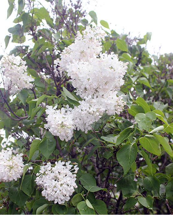 lilacs Flowers rochester New York Highland Park tulips magnolias pansies parks