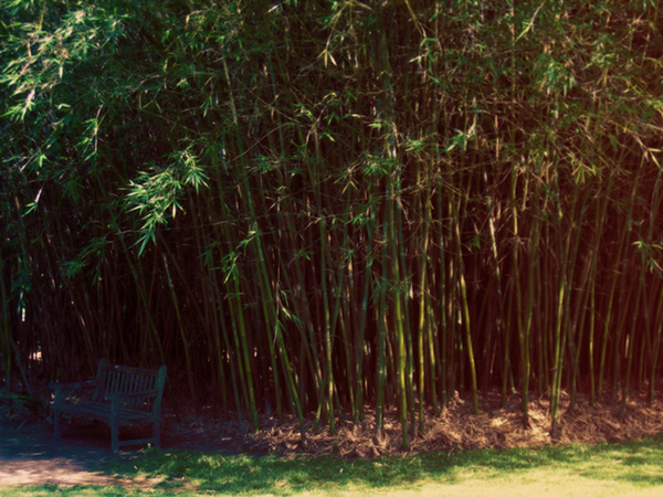 bamboo Nature Landscape outdoors garden texture mood atmostphere fantasy dreamlike vibrant colors