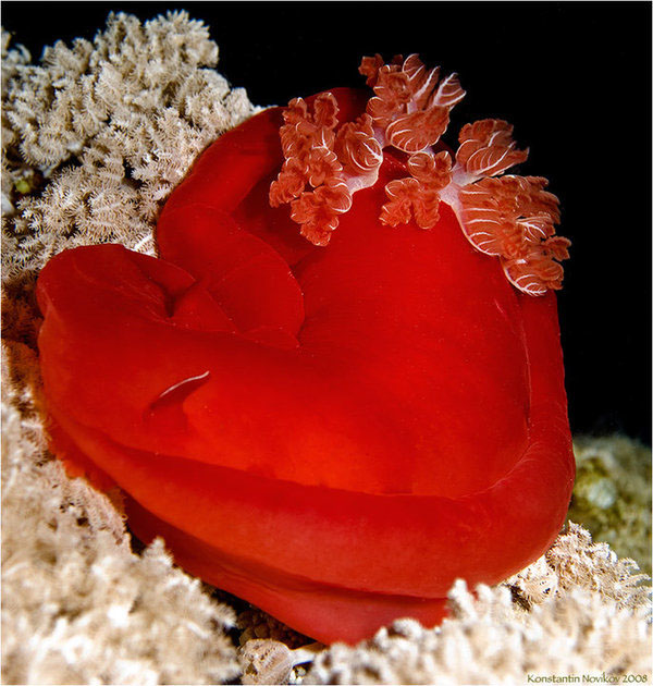 wildlife underwater sea Ocean sea slugs nudibranch mollusc diving macro biology marine underwater photo colorful Beautiful creatures