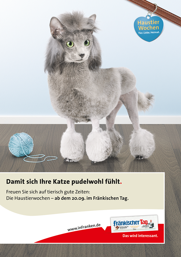 haustier teaser campaign Fränkischer Tag mgo pets domestic animals