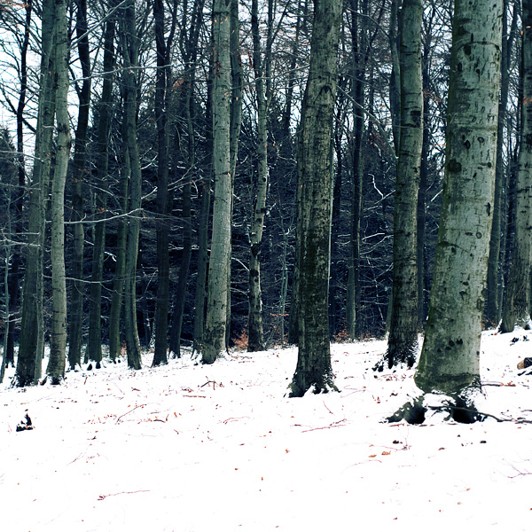 nature trees landscape winter wood forrest snow