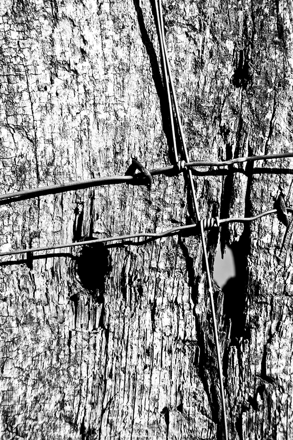 enclosing fences woods Photoreportage textures