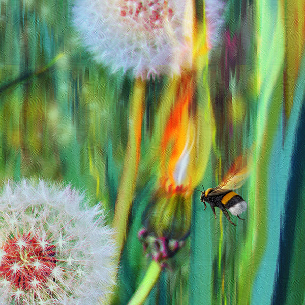 Fire dandelion and a bee on a green meadow.