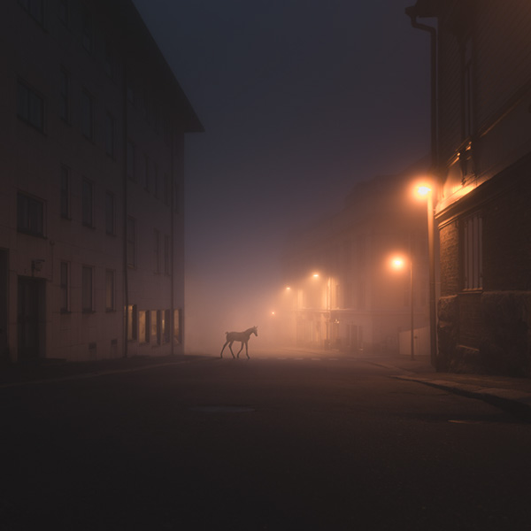 night animals mikko lagerstedt photos porvoo finland detail Photo Manipulation  creative rising fog mood atmosphere light Fun