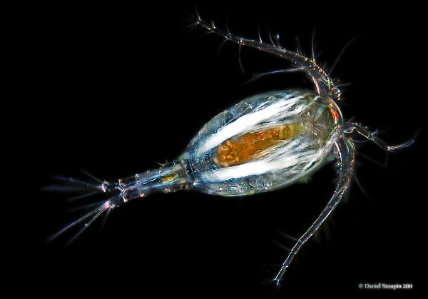animals microscope macro exotic crustaceans