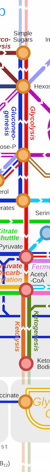 infographics Metro Map metabolism biochemistry