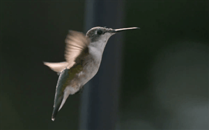 drone drone design hummingbird biomimetism beija-flor parrot innovation