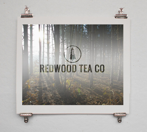 redwood tea company art design big sur California Burlington Washington woods trees brand identity indianapolis indiana