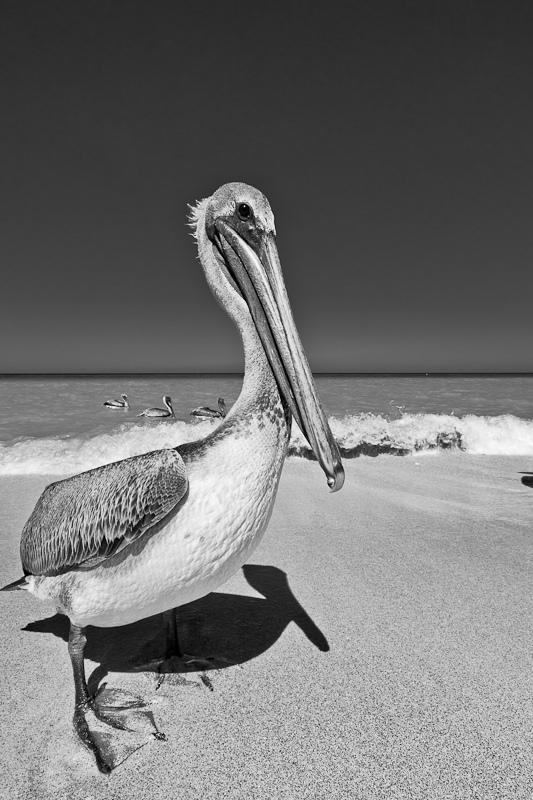 cuba pelican Fisherman sea beach b&w editorial bird friends animal