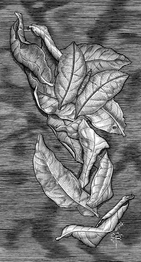 contour hatching dried leaves engraving leaf pen and ink Pen on Paper scratchboard scratchbord