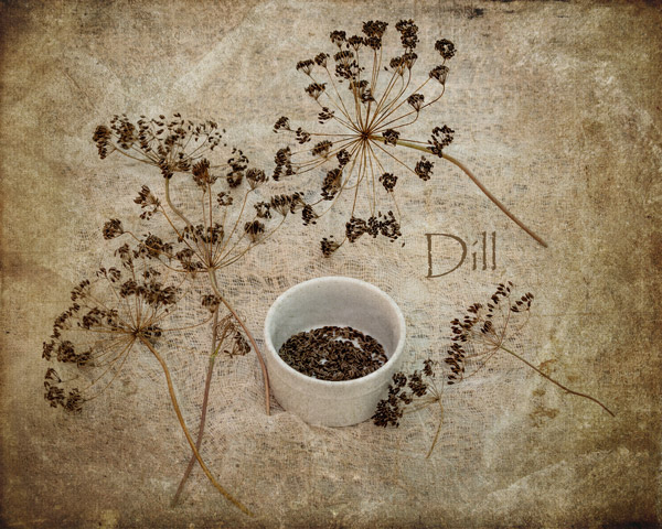 Herb dill texture