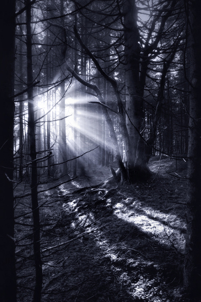 forest wood fog mist Sun light Sunrays lightrays eerie Mystic dark Landscape landscape photography germany