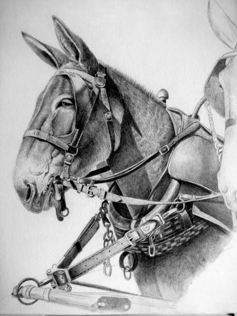 wild animals animal drawings fine art artists animal artists pets pet products cats dogs horses pencil drawings