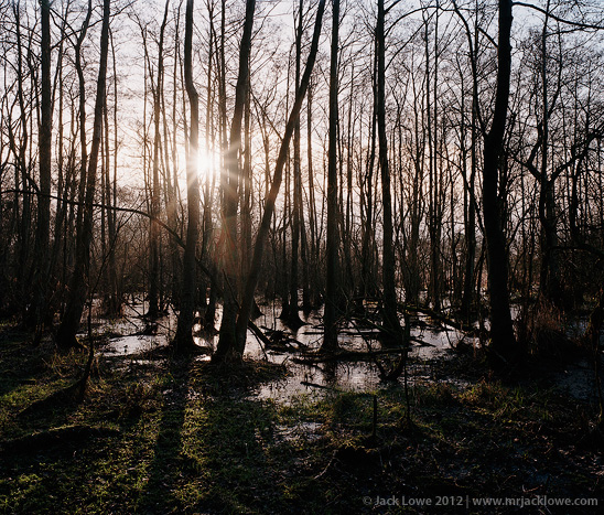 Nature  trees  landscape  northumberland  england  film  5x4  field camera