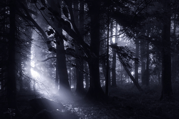 forest wood fog mist Sun light Sunrays lightrays eerie Mystic dark Landscape landscape photography germany